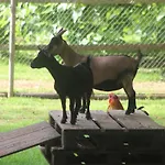 Le Chene * Aunou-sur-Orne