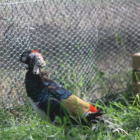 Le Chene * Aunou-sur-Orne