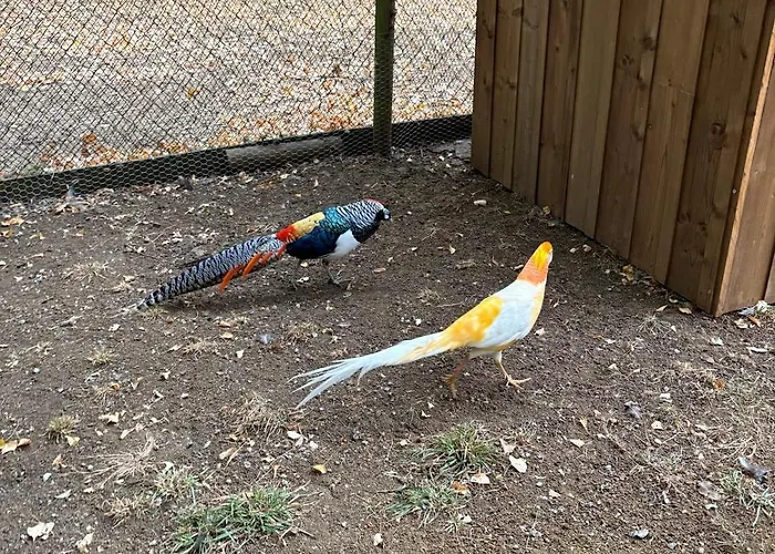 Le Chene 别墅 Aunou-sur-Orne