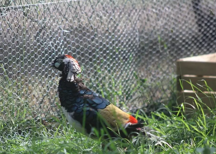 Le Chene * Aunou-sur-Orne