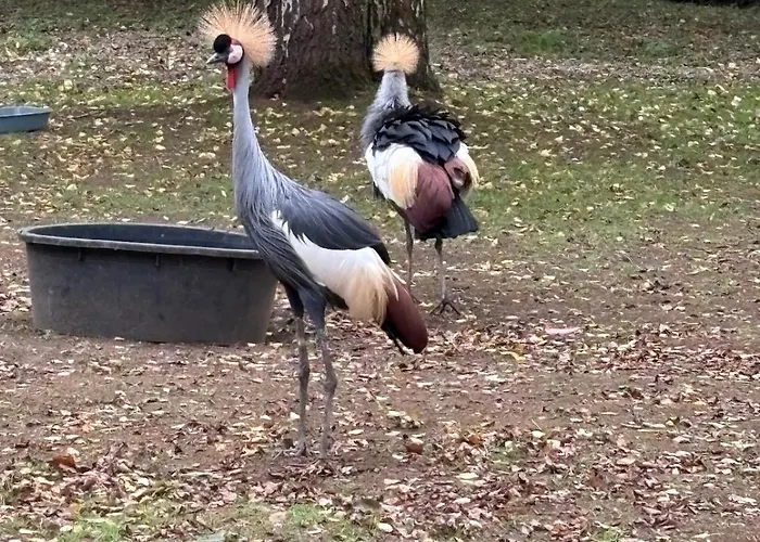 Le Chene Aunou-sur-Orne
