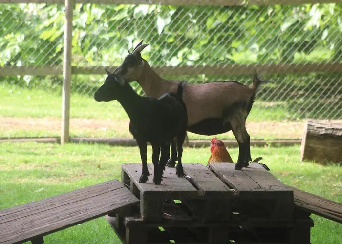 Le Chene * Aunou-sur-Orne